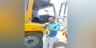a-snake-wrapped-around-the-drivers-leg-while-driving-a-lorry