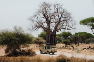 wildlife-and-nature-safari