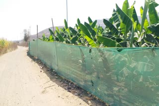 Scorching Loo Affect banana Crop