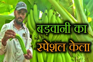 BARWANI BANANAS DEMAND