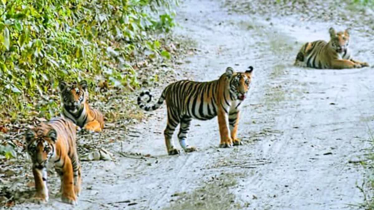 शर्मीली अपने 4 शावकों के साथ.