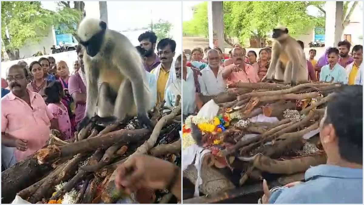 Monkey On Dead body