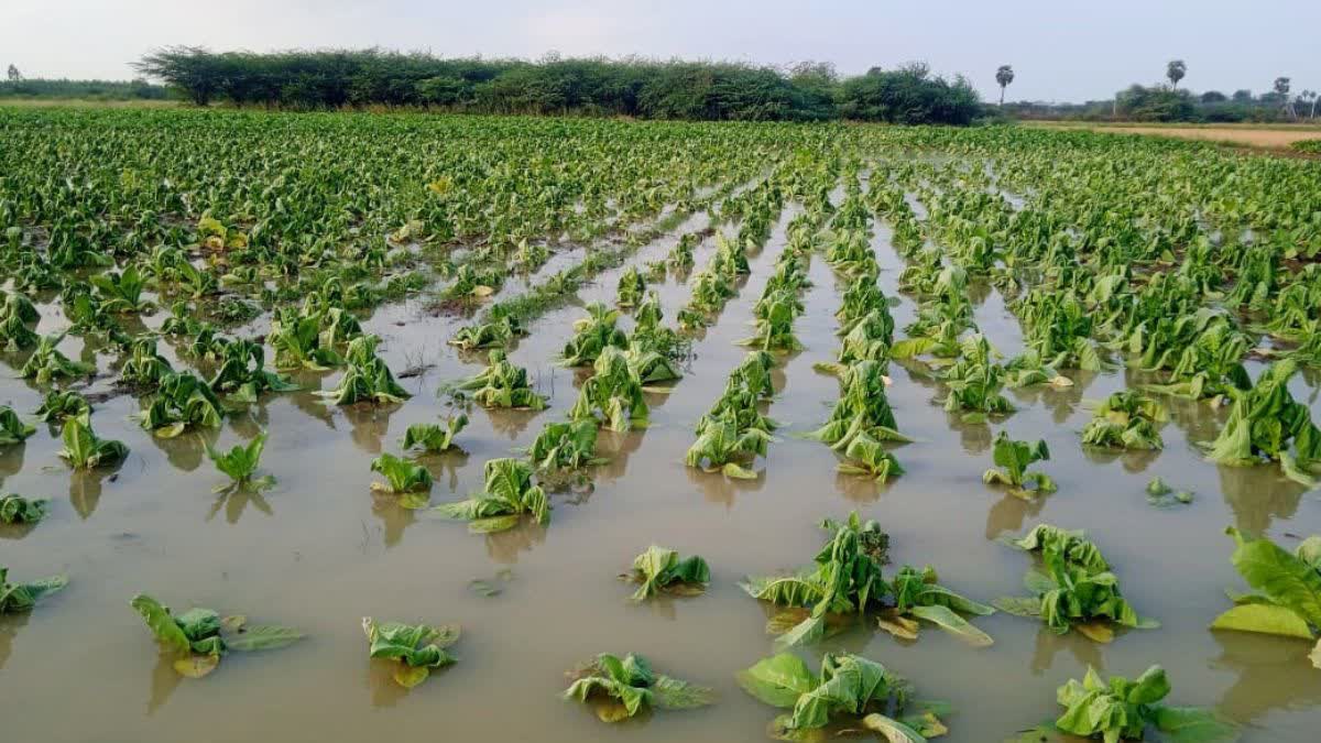 MP FARMERS BENEFIT FROM MONSOON