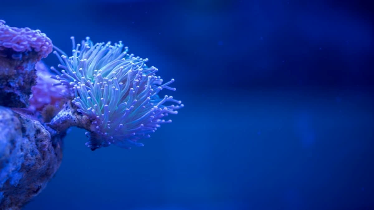 Along with the Congo Basin and the Amazon Rainforest, the Coral Triangle is one of the three largest ecological systems on Earth and the hub of marine variety.