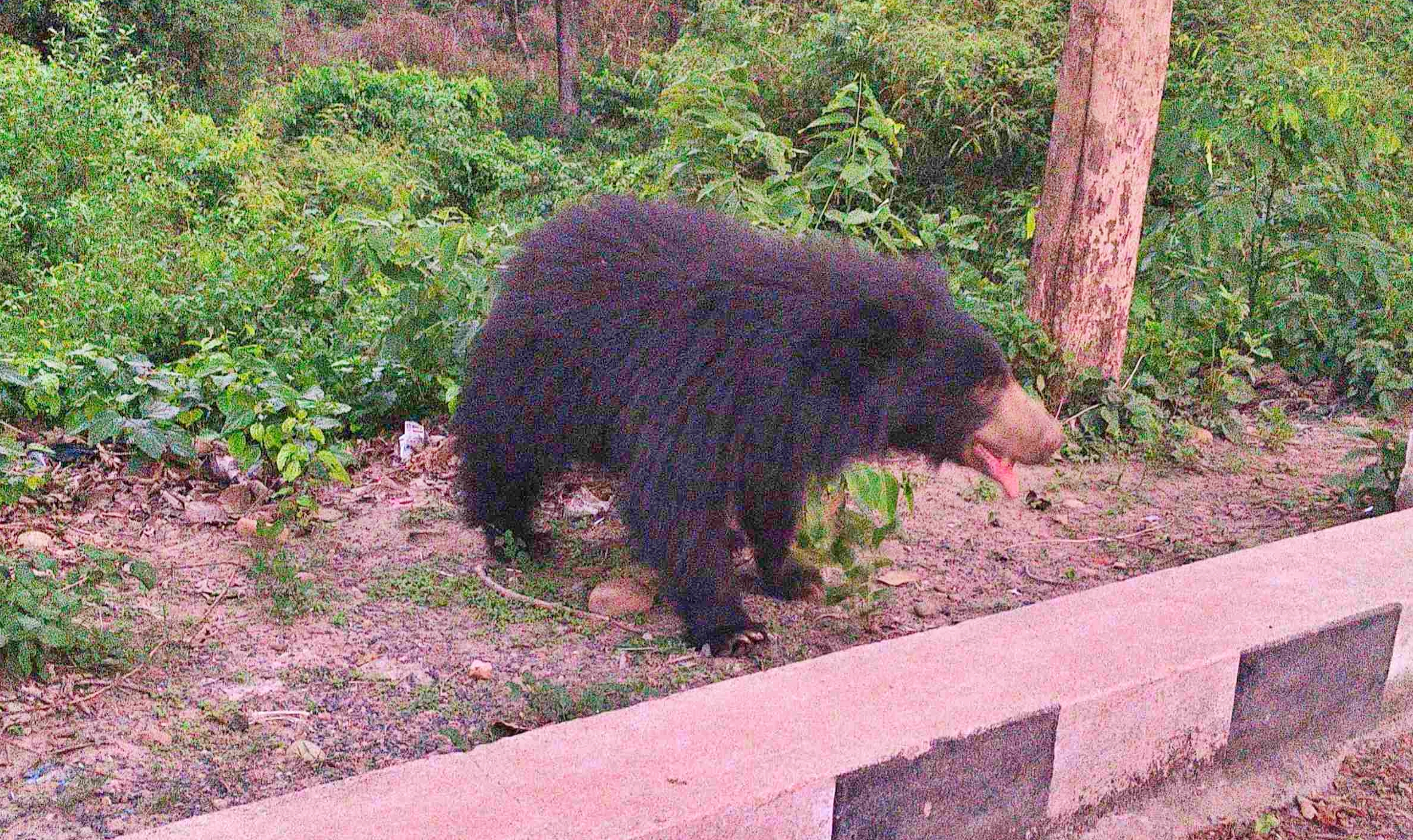 Bear In Bagaha