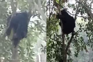 BEAR EATS JACKFRUIT