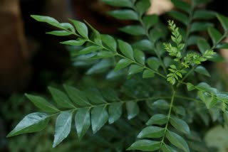 Curry Leaves News