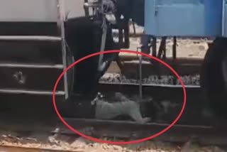 MAN COMES UNDER TRAIN IN PIPARIYA