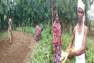 Radish Farming