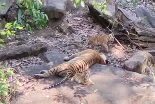 TIGRESS FUN WITH CUBS