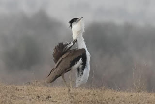 राज्य पक्षी गोडावण का दुर्लभ वीडियो