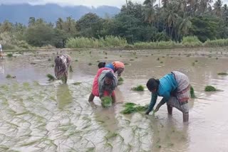 முதல் போகம் நெல் நடவு செய்யும் புகைப்படம்