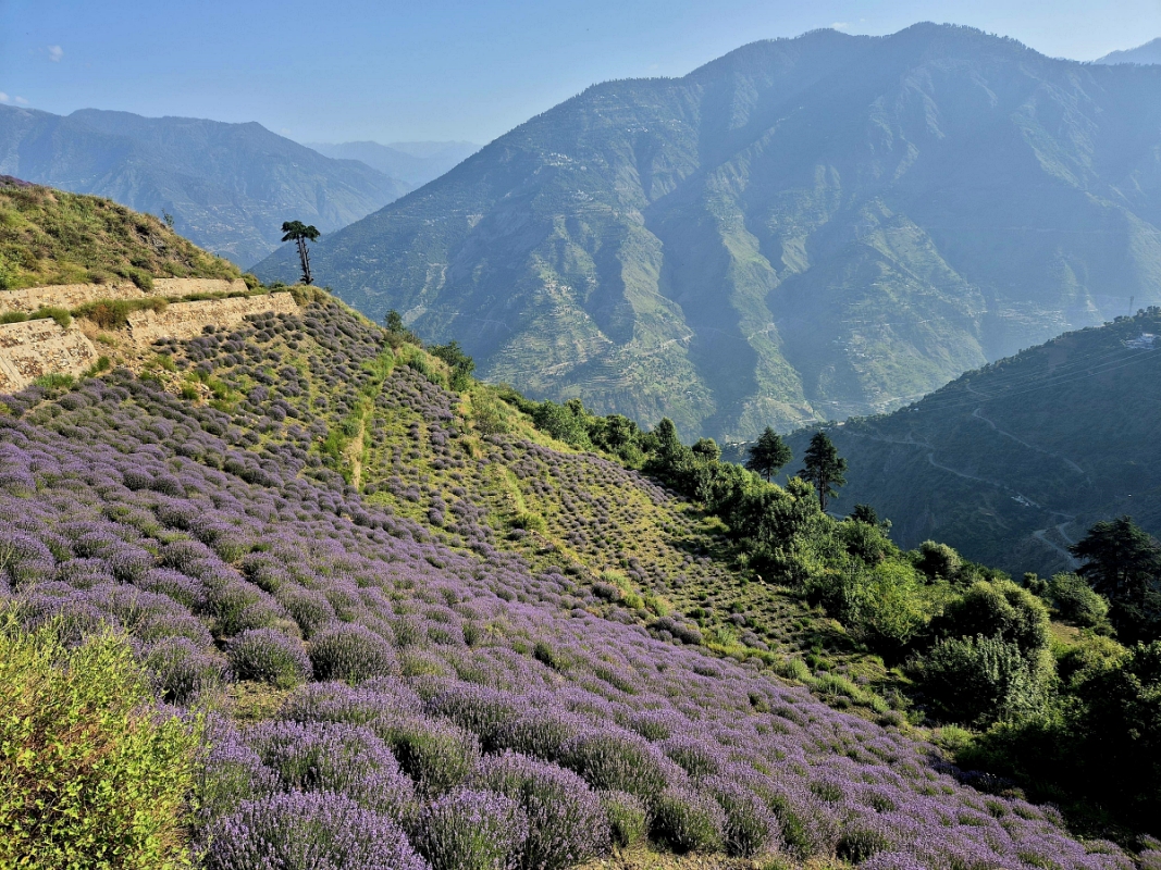 How Lavender Farming Is Transforming Jammu Kashmir's Bhaderwah Town
