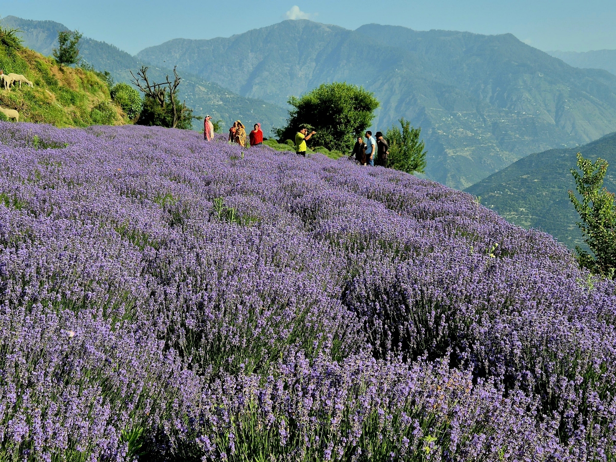 How Lavender Farming Is Transforming Jammu Kashmir's Bhaderwah Town