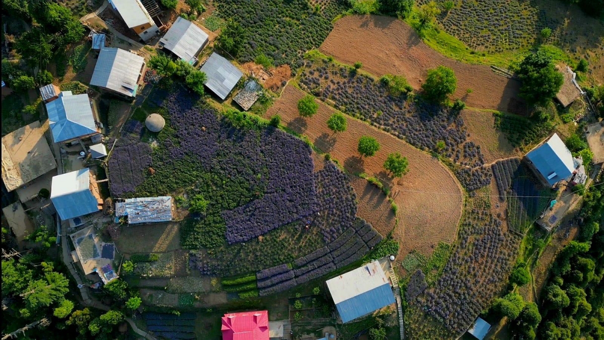 How Lavender Farming Is Transforming Jammu Kashmir's Bhaderwah Town