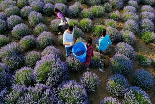 How Lavender Farming Is Transforming Jammu Kashmir's Bhaderwah Town