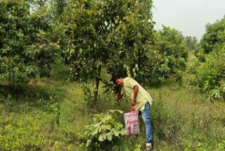 anupam-mishra-is-becoming-rich-from-mango-farming-in-latehar
