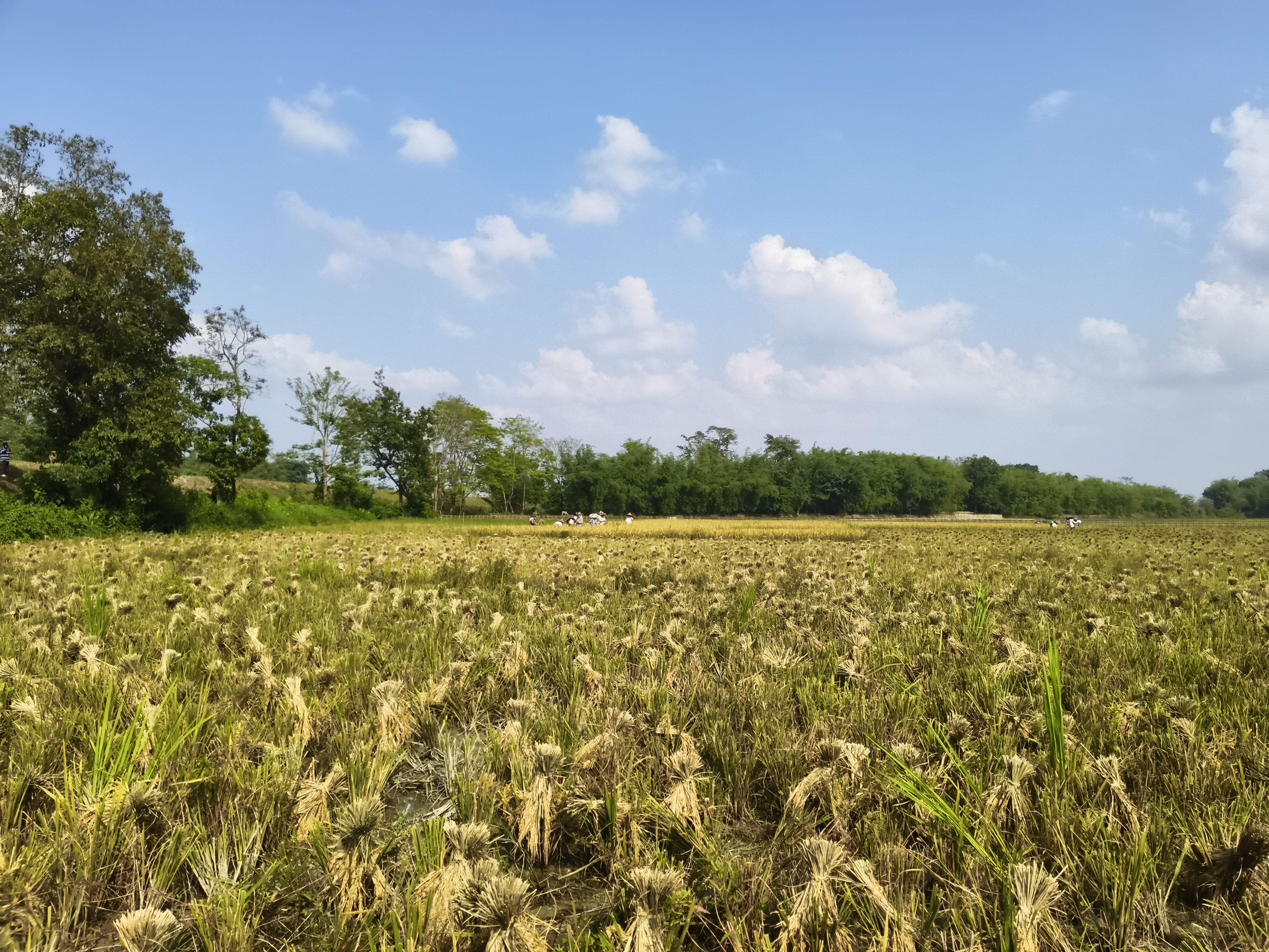 Boro rice cultivation