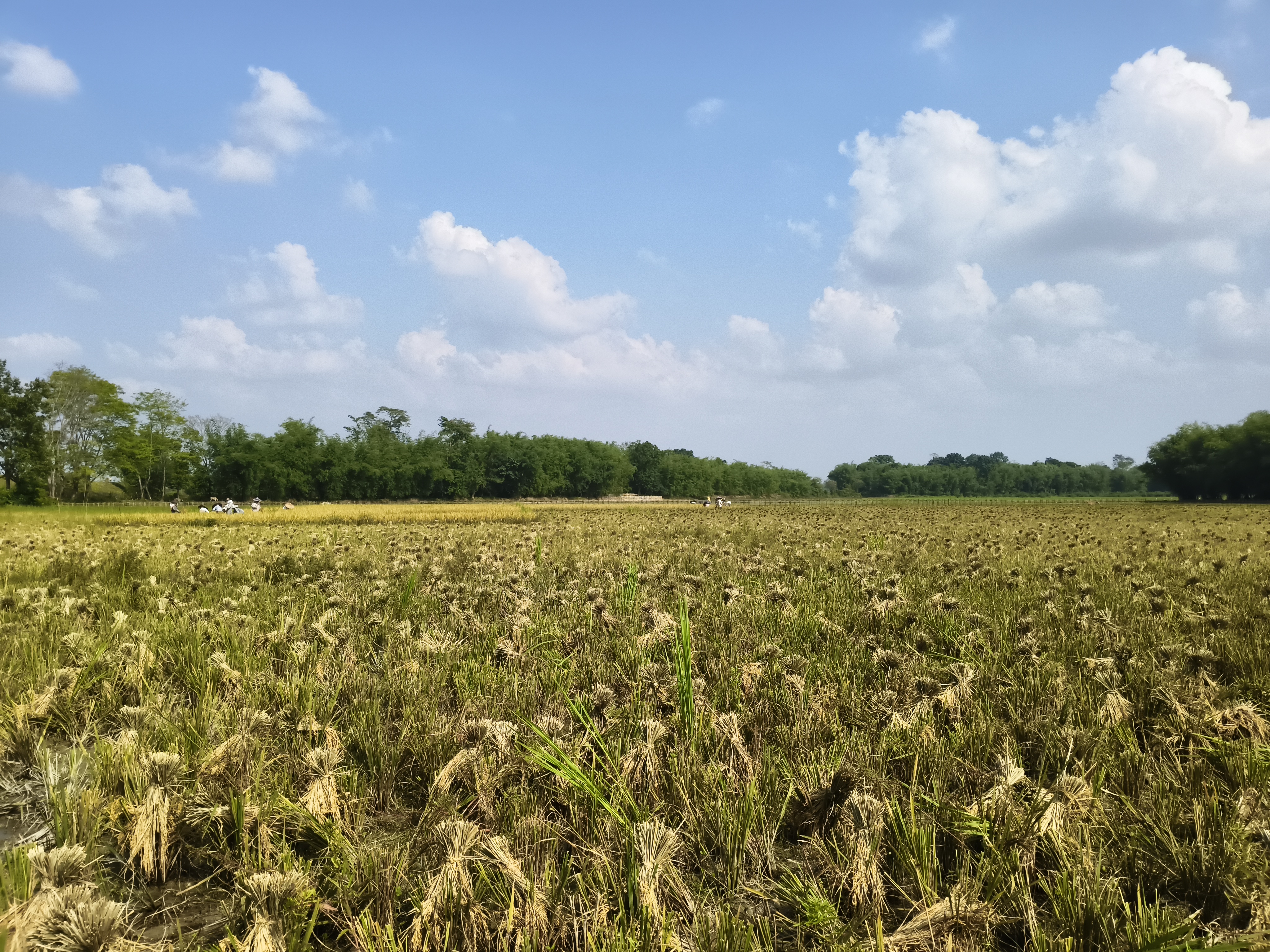 Boro rice cultivation
