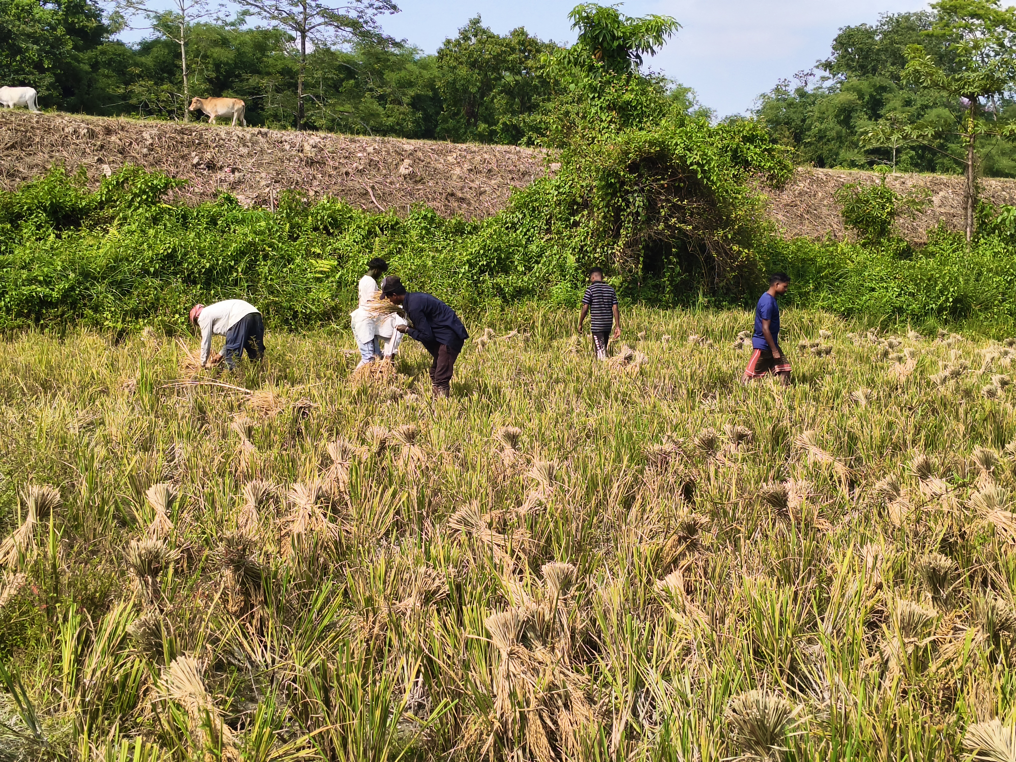 Boro rice cultivation