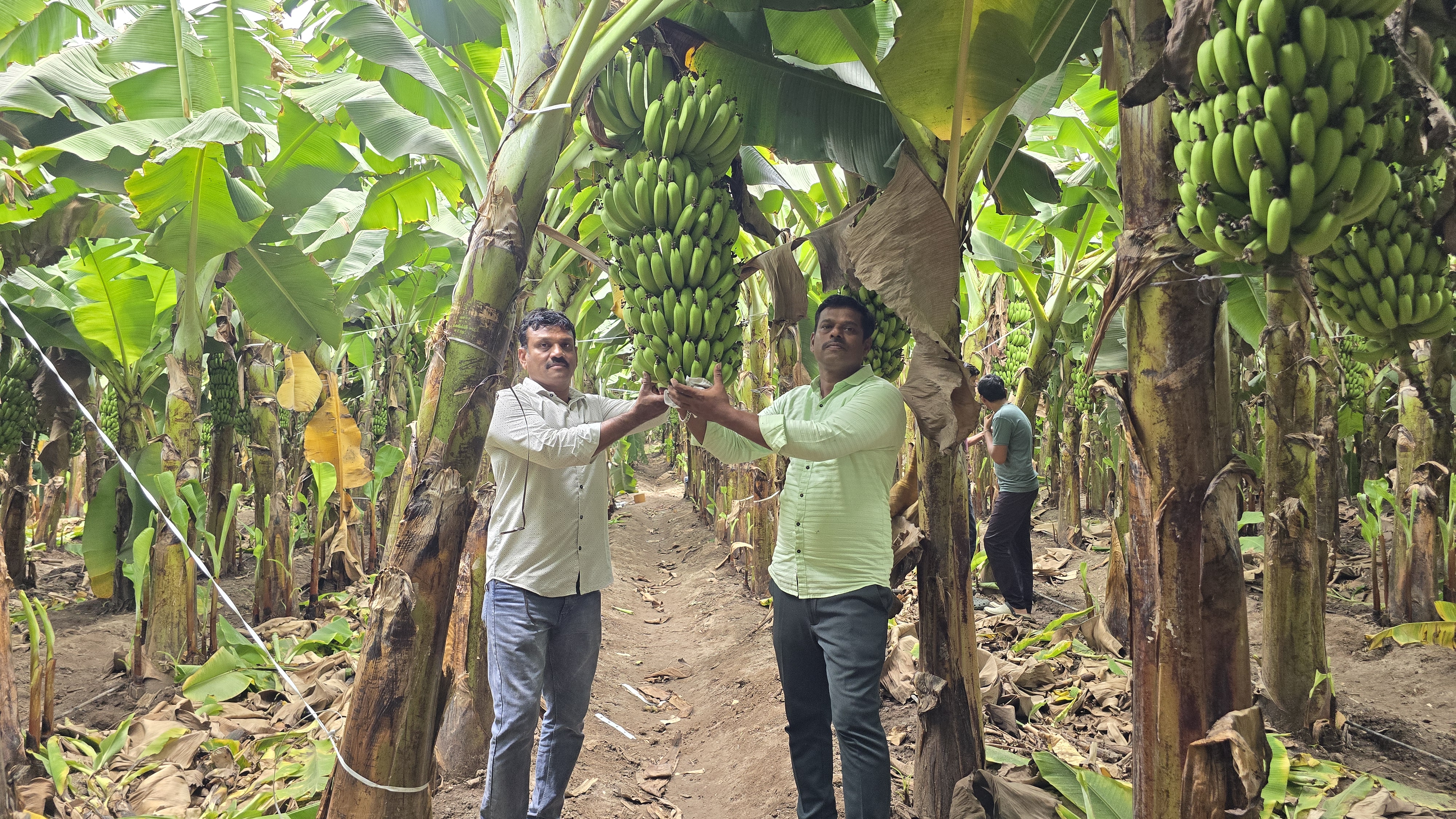 Banana Export In Iran