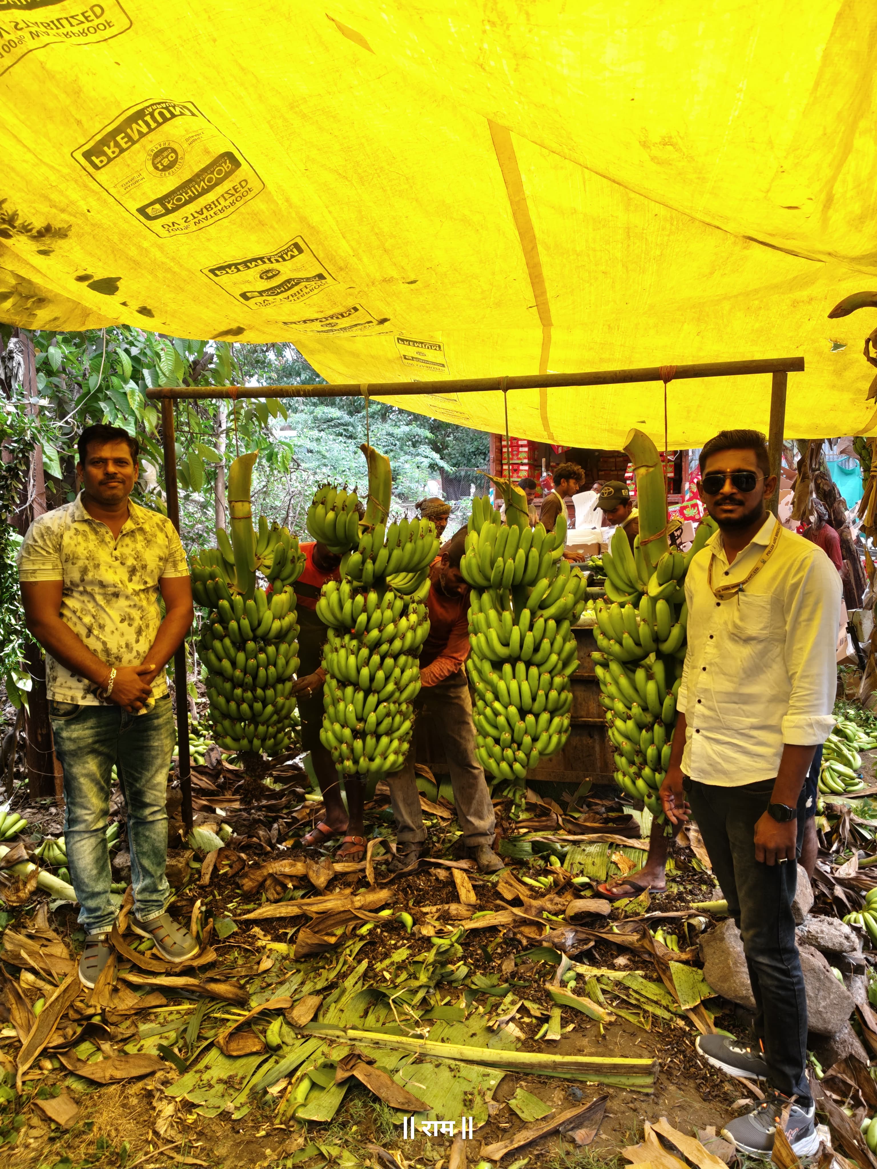 Banana Export In Iran