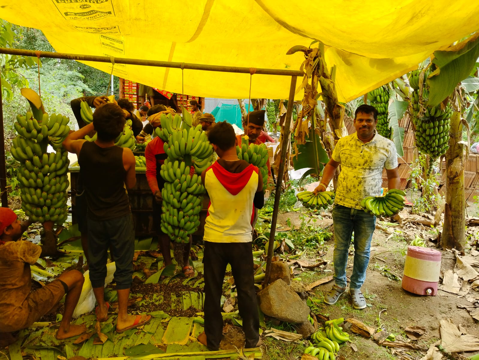 Shirdi Farmer Goes Bananas, Plants Plantains, Reaps Rich, Sends To Iranian Markets And Earns Double