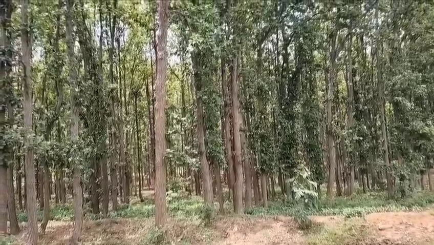 Forest Conservation In Giridih