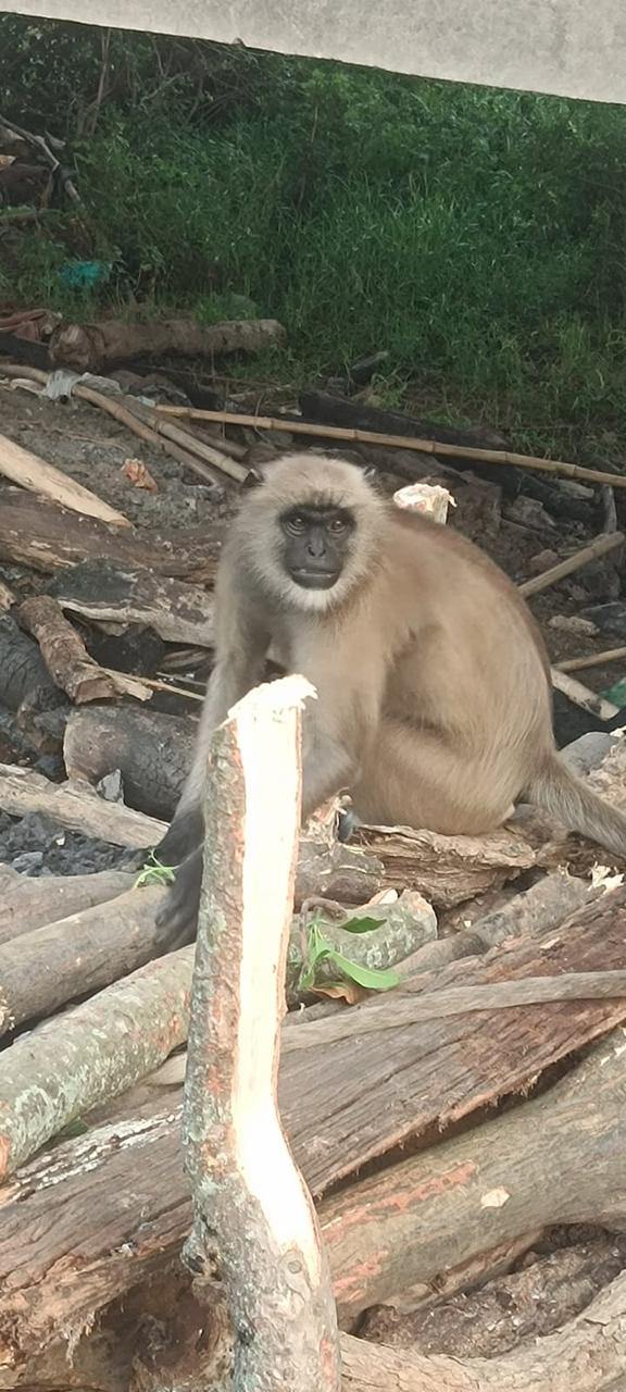 monkey participated in last journey