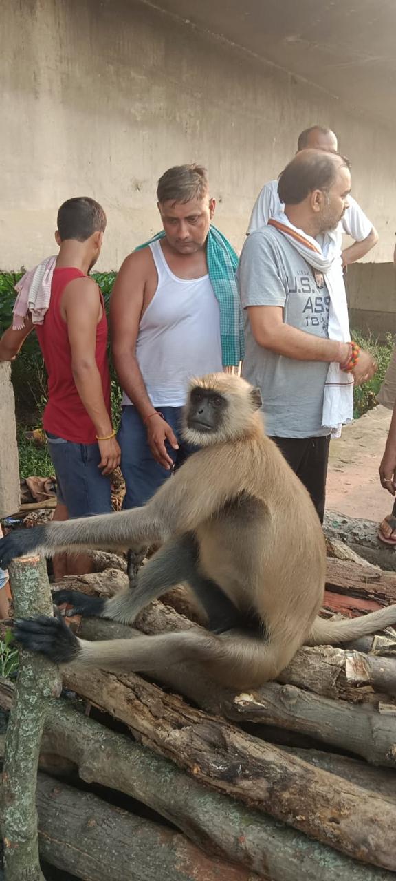 monkey-arrived-to-see-a-person-last-rites-in-deoghar
