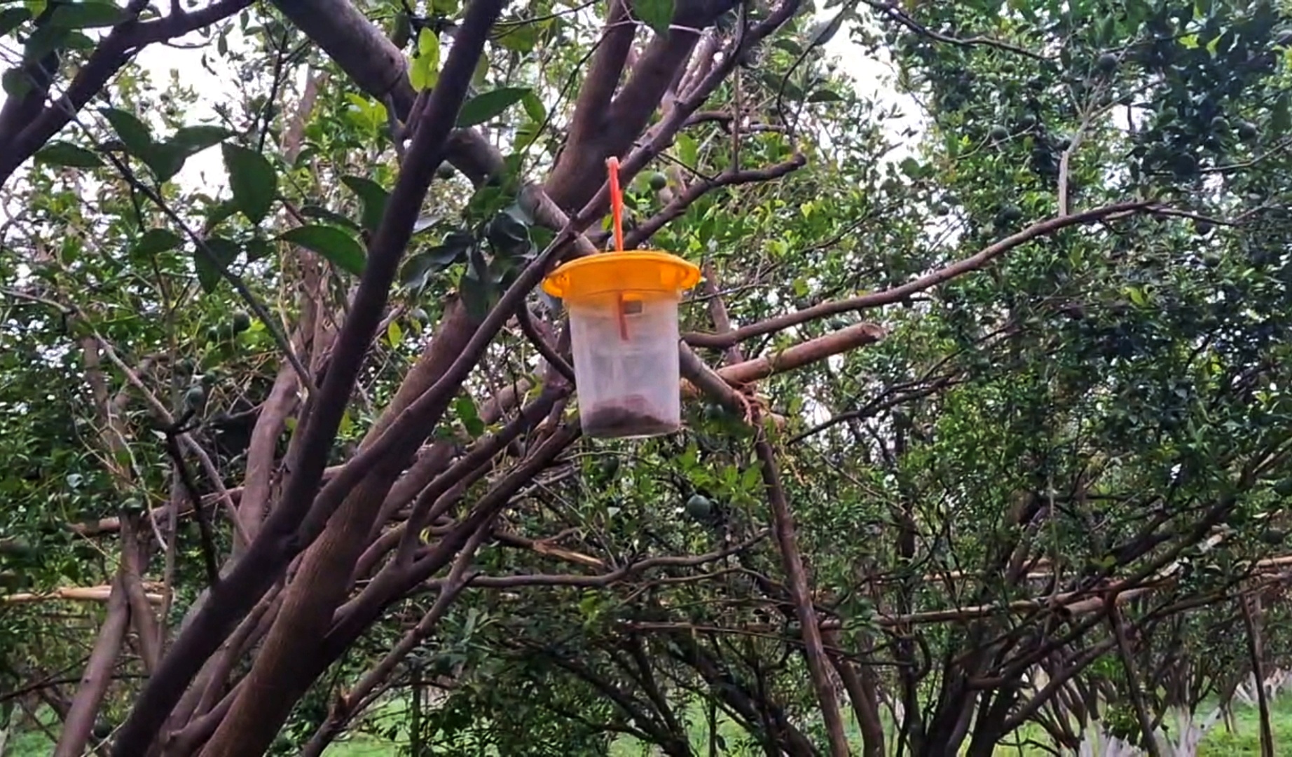 15 Minutes To Success: Maharashtra Farmer Shows How AI Sweetens The Future Of Oranges In Vidarbha