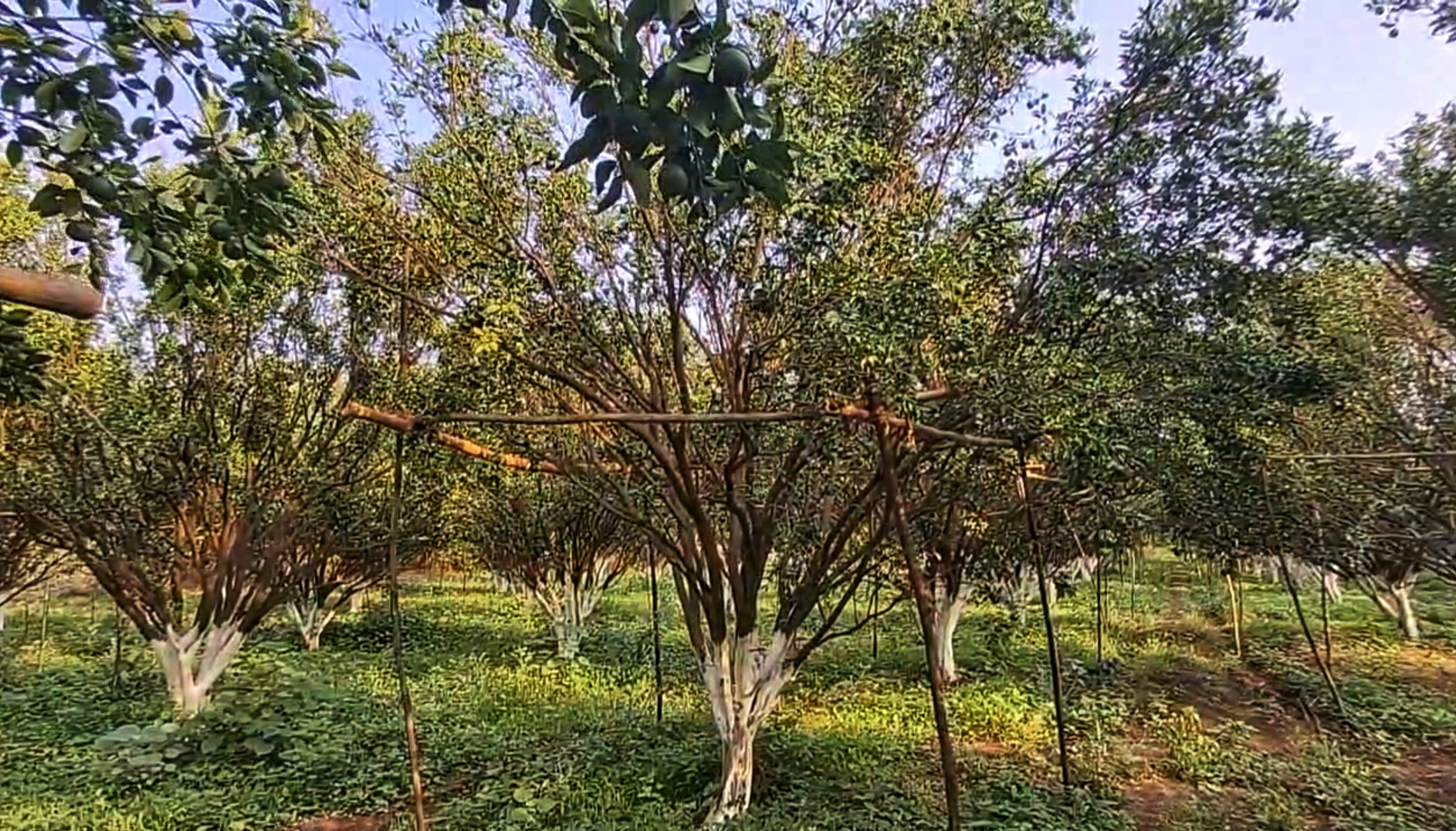 Orange Farming With AI