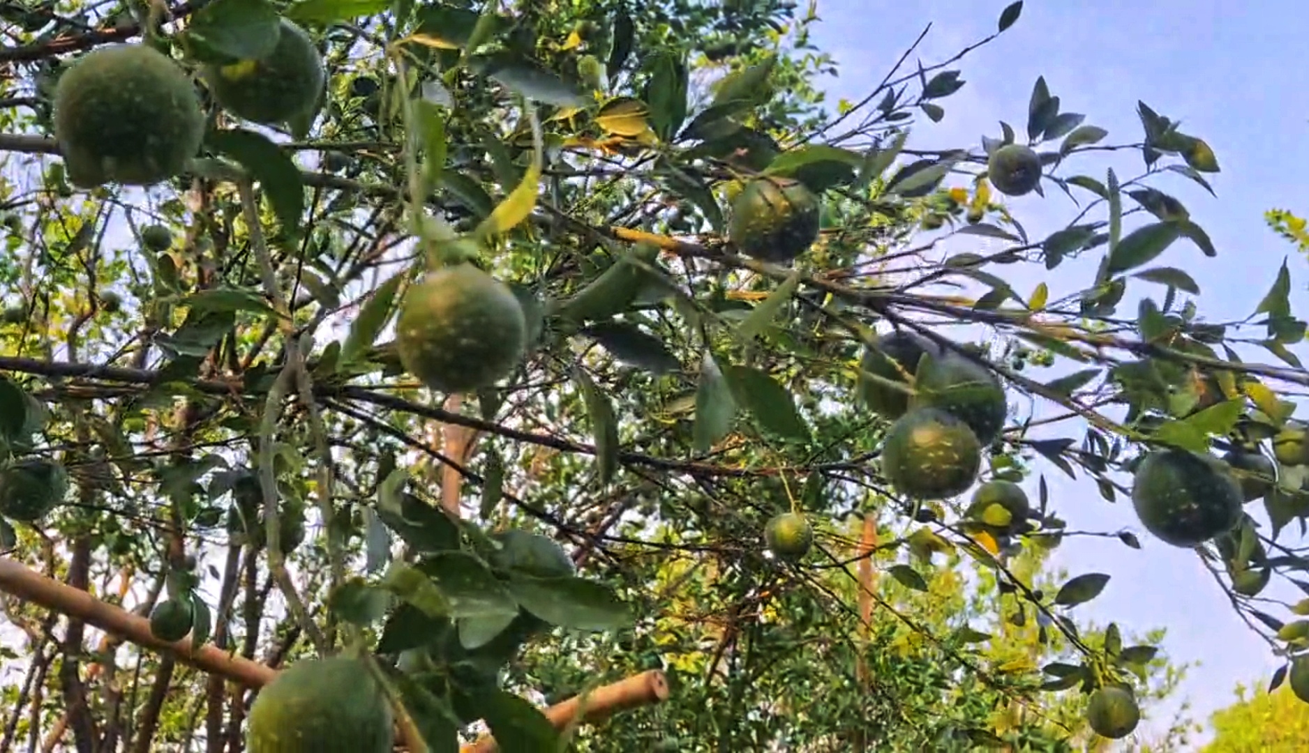 Orange Farming With AI