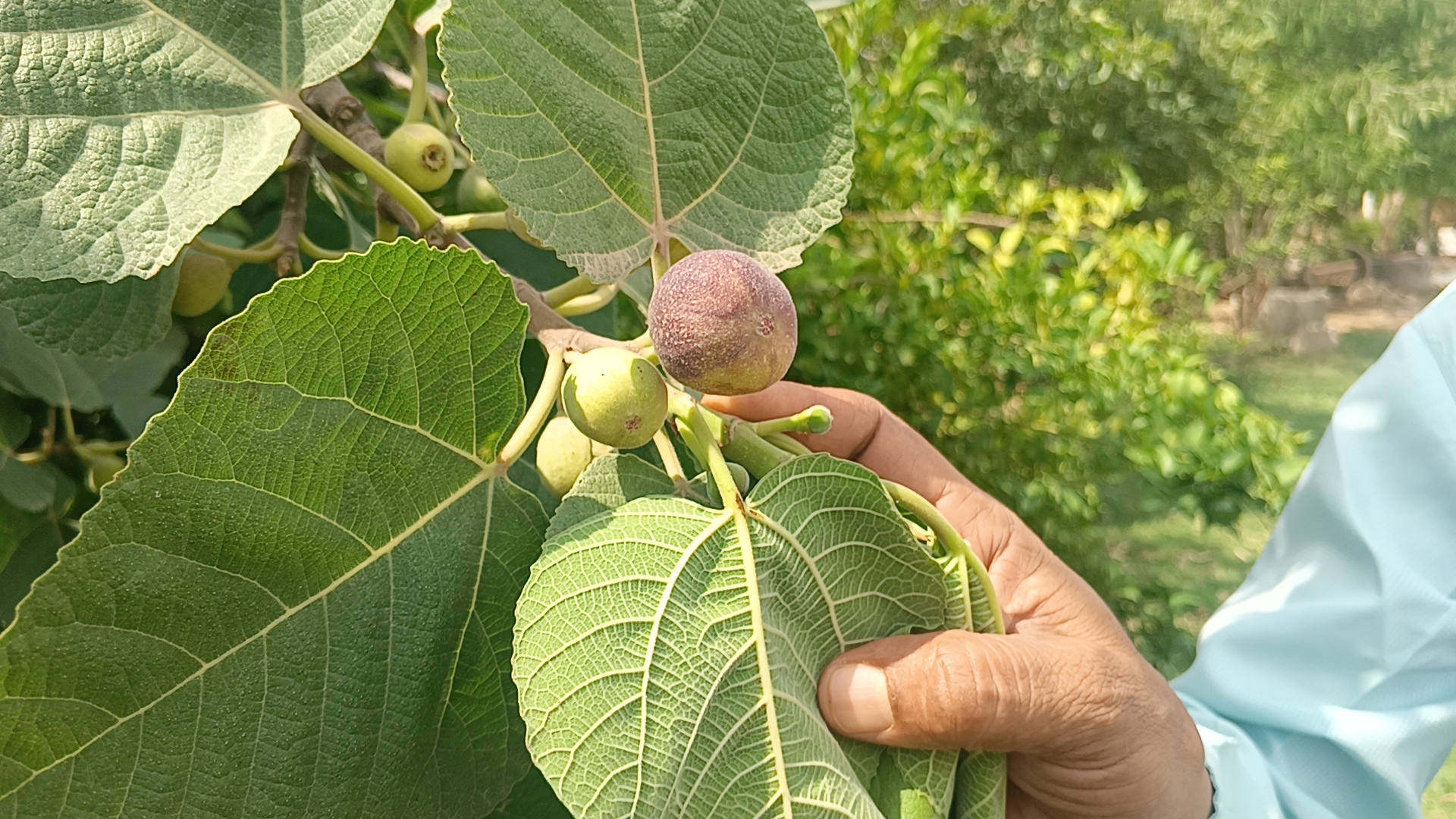 वन विभाग की तर्ज पर विकसित कर दी नर्सरी