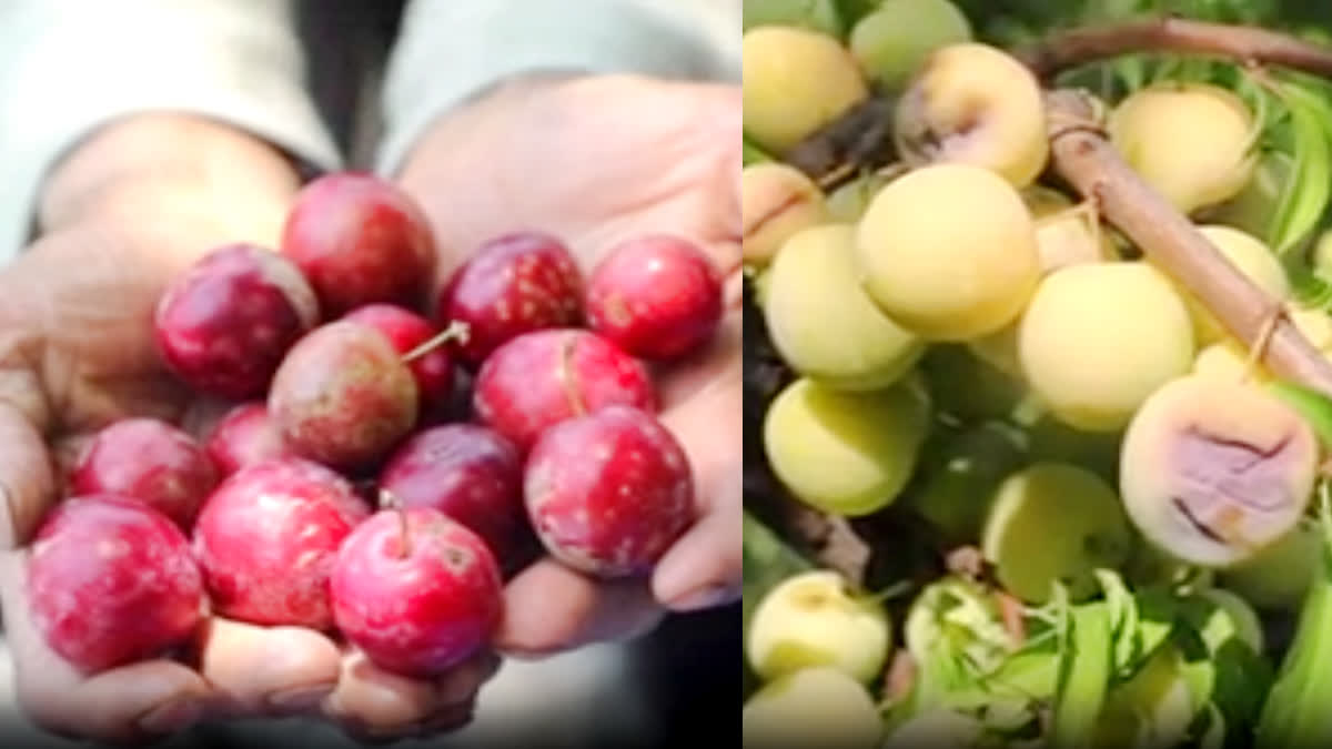 Farmers are worried that plum cultivation affected due to unfavorable weather conditions in Kashmir region