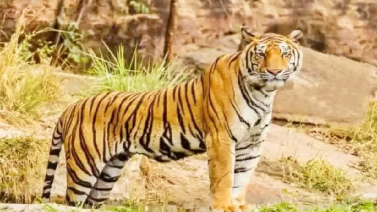 MP NEWS AFTER DEATH OF TIGER KISHAN IN TERRITORIAL FIGHT IN NORADEHI WILDLIFE SANCTUARY TIGER RESERVE OF MP QUESTIONS ABOUT SAFETY AND MONITORING OF TIGERS