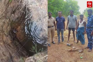 spotted deer rescued in thirunelveli