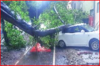 250 year old heritage tree fell in Chandigarh