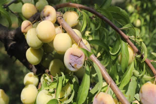 Apart from apples, saffron and dry fruit, plum is another nature's bounty that the fertile plains of Kashmir offer but incessant rains this year have washed away farmers' hopes of a good produce.