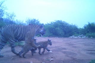 Sariska Tiger Reserve