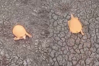 A golden colour turtle caught in a fishermens net  Sri Sathya Sai district  Golden colour turtle  golden colour turtle caught in Andhra pradesh  സ്വർണ ആമ  സ്വർണ നിറത്തിലുള്ള ആമ  കുളത്തിൽ നിന്ന് സ്വർണ നിറത്തിലുള്ള ആമയെ പിടികൂടി  ആമ