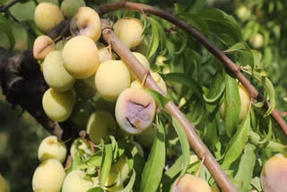 PLUM CROP WAS LESS THAN NORMAL IN JAMMU AND KASHMIR THIS YEAR RAIN WAS THE BIGGEST REASON