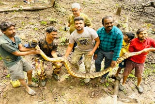 huge-python-spotted-in-the-house-premises-at-dandeli