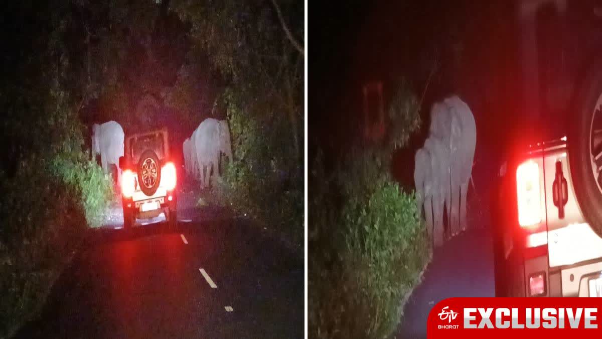 Elephants Road Blockade in Jalpaiguri