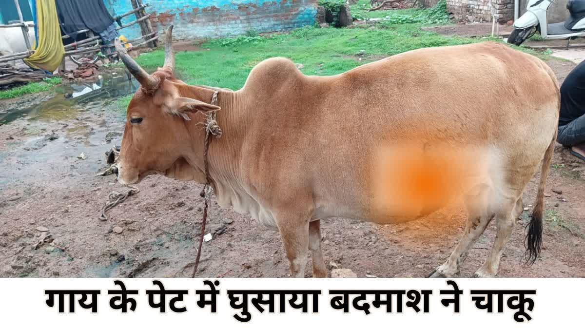 Cow Stabbed case