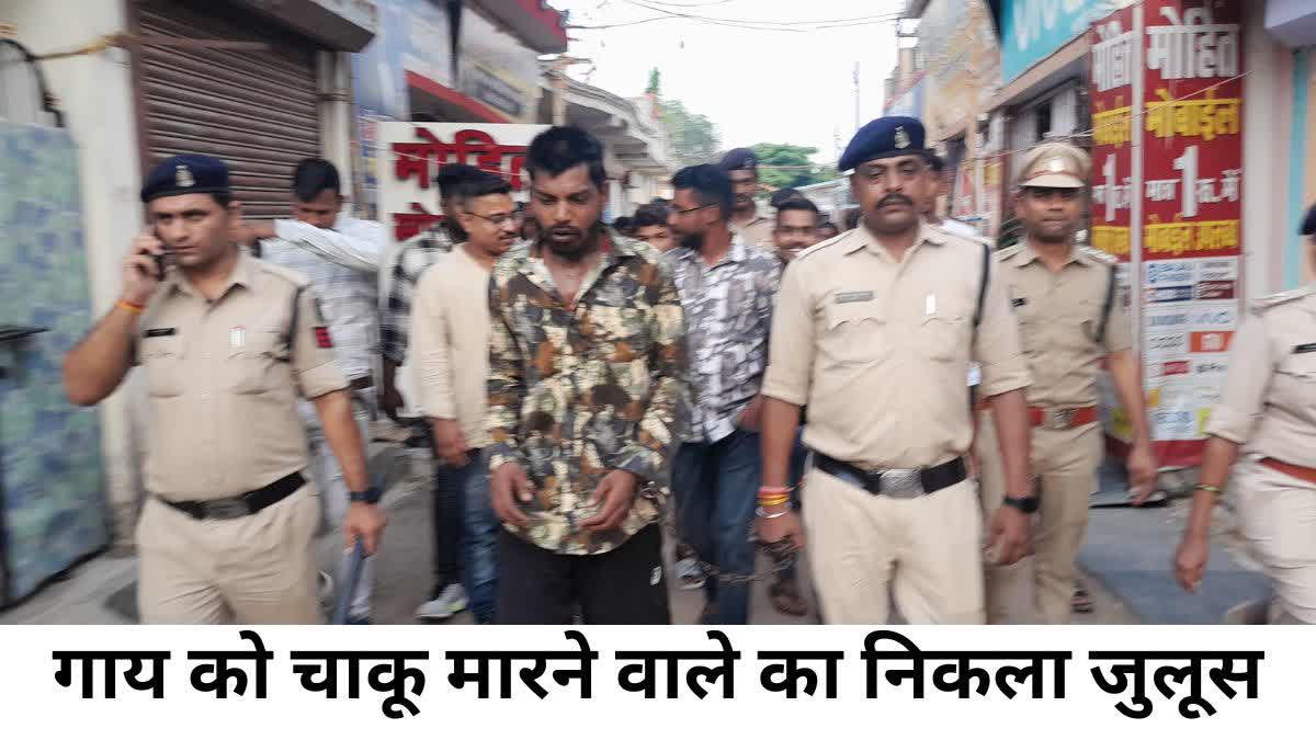 Police take out procession of accused who stabbed cow