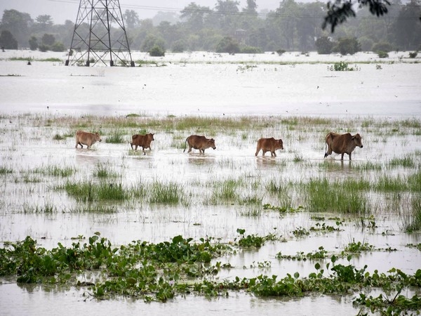 Assam Floods