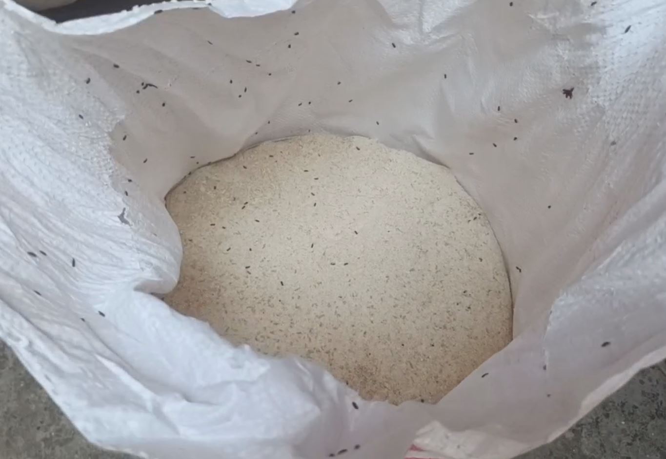 Expired milk and insects in flour found in government school in Panchkula Haryana