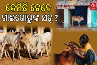 ବର୍ଷା ଦିନେ ଗାଈଗୋରୁଙ୍କୁ କରନ୍ତୁନି ଅଣଦେଖା, ହୋଇପାରନ୍ତି ଏହି ସବୁ ଗମ୍ଭୀର ରୋଗର ଶିକାର