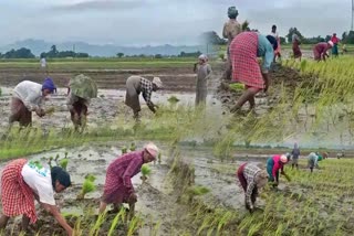 PADDY CULTIVATION